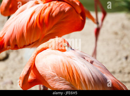 Flamingo américain au repos Banque D'Images