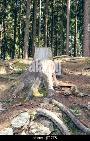 Chaise en un tronc d'arbre Banque D'Images