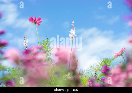 Carte de vœux pré des fleurs colorés. fleurs d'été. Banque D'Images