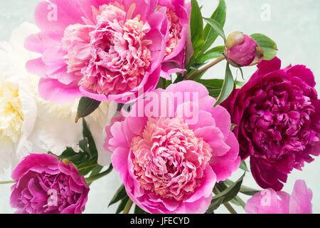 Pivoines. Beau bouquet de rose blanc et violet pivoines dans un vase sur l'arrière-plan lumineux. Closeup shot focus sélectif. Bouquet de mariage, fête des mères Banque D'Images