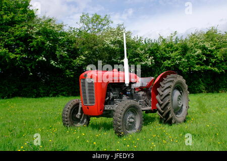 1962 Tracteur Massey Ferguson MF35 Banque D'Images