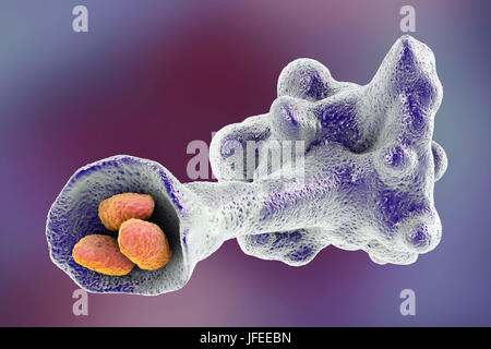 Amibe parasitaire qui engloutit les bactéries, protozoaires, illustration de l'ordinateur. L'amibe engloutira et digérer la proie dans un processus appelé phagocytose. Banque D'Images