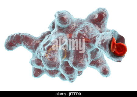 Amibe parasitaire (Entamoeba histolytica), illustration de l'ordinateur. Cet organisme unicellulaire la dysenterie amibienne et ulcères (stade végétatif) trophozoïte. Il se transmet par contamination fécale des aliments et de l'eau et est plus commun où l'assainissement est pauvre. Les amibes envahissent l'intestin mais peut se répandre sur le foie, les poumons et d'autres tissus. L'infection est provoquée par l'ingestion de kystes qui se développent dans l'amibe trophozoïte pathogènes vus ici. Entamoeba histolytica est présente dans le monde entier, avec jusqu'à 50 % de la population infectée principalement dans les climats chauds. Banque D'Images