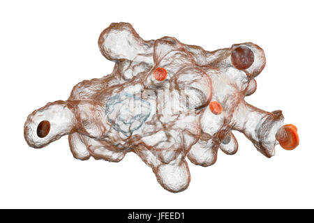 Amibe parasitaire (Entamoeba histolytica), illustration de l'ordinateur. Cet organisme unicellulaire la dysenterie amibienne et ulcères (stade végétatif) trophozoïte. Il se transmet par contamination fécale des aliments et de l'eau et est plus commun où l'assainissement est pauvre. Les amibes envahissent l'intestin mais peut se répandre sur le foie, les poumons et d'autres tissus. L'infection est provoquée par l'ingestion de kystes qui se développent dans l'amibe trophozoïte pathogènes vus ici. Entamoeba histolytica est présente dans le monde entier, avec jusqu'à 50 % de la population infectée principalement dans les climats chauds. Banque D'Images