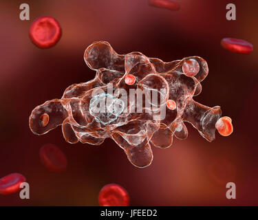 Amibe parasitaire (Entamoeba histolytica), illustration de l'ordinateur. Cet organisme unicellulaire la dysenterie amibienne et ulcères (stade végétatif) trophozoïte. Il se transmet par contamination fécale des aliments et de l'eau et est plus commun où l'assainissement est pauvre. Les amibes envahissent l'intestin mais peut se répandre sur le foie, les poumons et d'autres tissus. L'infection est provoquée par l'ingestion de kystes qui se développent dans l'amibe trophozoïte pathogènes vus ici. Entamoeba histolytica est présente dans le monde entier, avec jusqu'à 50 % de la population infectée principalement dans les climats chauds. Banque D'Images