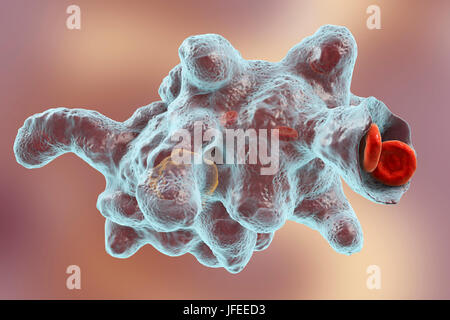 Amibe parasitaire (Entamoeba histolytica) qui envahit les globules rouges, l'illustration de l'ordinateur. Cet organisme unicellulaire la dysenterie amibienne et ulcères (stade végétatif) trophozoïte. Il se transmet par contamination fécale des aliments et de l'eau et est plus commun où l'assainissement est pauvre. Les amibes envahissent l'intestin mais peut se répandre sur le foie, les poumons et d'autres tissus. L'infection est provoquée par l'ingestion de kystes qui se développent dans l'amibe trophozoïte pathogènes vus ici. Entamoeba histolytica est présente dans le monde entier, avec jusqu'à 50 % de la population infectée principalement dans les climats chauds. Banque D'Images