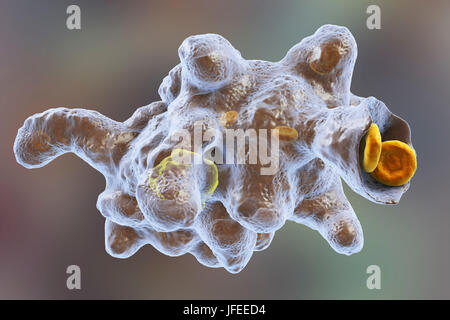 Amibe parasitaire (Entamoeba histolytica) qui envahit les globules rouges, l'illustration de l'ordinateur. Cet organisme unicellulaire la dysenterie amibienne et ulcères (stade végétatif) trophozoïte. Il se transmet par contamination fécale des aliments et de l'eau et est plus commun où l'assainissement est pauvre. Les amibes envahissent l'intestin mais peut se répandre sur le foie, les poumons et d'autres tissus. L'infection est provoquée par l'ingestion de kystes qui se développent dans l'amibe trophozoïte pathogènes vus ici. Entamoeba histolytica est présente dans le monde entier, avec jusqu'à 50 % de la population infectée principalement dans les climats chauds. Banque D'Images