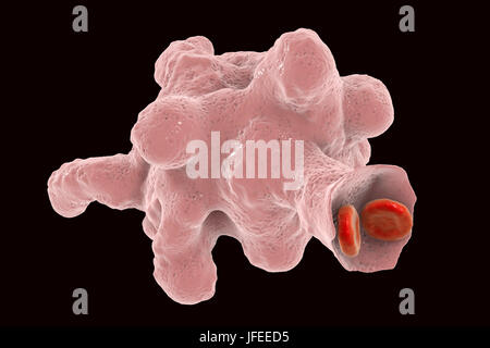 Amibe parasitaire (Entamoeba histolytica) qui envahit les globules rouges, l'illustration de l'ordinateur. Cet organisme unicellulaire la dysenterie amibienne et ulcères (stade végétatif) trophozoïte. Il se transmet par contamination fécale des aliments et de l'eau et est plus commun où l'assainissement est pauvre. Les amibes envahissent l'intestin mais peut se répandre sur le foie, les poumons et d'autres tissus. L'infection est provoquée par l'ingestion de kystes qui se développent dans l'amibe trophozoïte pathogènes vus ici. Entamoeba histolytica est présente dans le monde entier, avec jusqu'à 50 % de la population infectée principalement dans les climats chauds. Banque D'Images