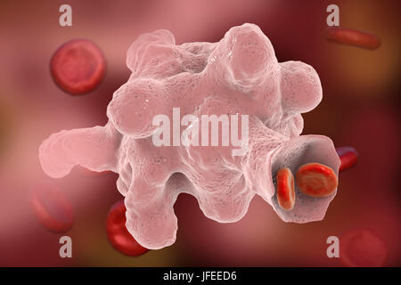 Amibe parasitaire (Entamoeba histolytica) qui envahit les globules rouges, l'illustration de l'ordinateur. Cet organisme unicellulaire la dysenterie amibienne et ulcères (stade végétatif) trophozoïte. Il se transmet par contamination fécale des aliments et de l'eau et est plus commun où l'assainissement est pauvre. Les amibes envahissent l'intestin mais peut se répandre sur le foie, les poumons et d'autres tissus. L'infection est provoquée par l'ingestion de kystes qui se développent dans l'amibe trophozoïte pathogènes vus ici. Entamoeba histolytica est présente dans le monde entier, avec jusqu'à 50 % de la population infectée principalement dans les climats chauds. Banque D'Images