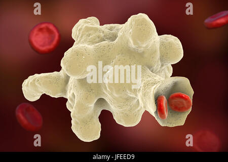 Amibe parasitaire (Entamoeba histolytica) qui envahit les globules rouges, l'illustration de l'ordinateur. Cet organisme unicellulaire la dysenterie amibienne et ulcères (stade végétatif) trophozoïte. Il se transmet par contamination fécale des aliments et de l'eau et est plus commun où l'assainissement est pauvre. Les amibes envahissent l'intestin mais peut se répandre sur le foie, les poumons et d'autres tissus. L'infection est provoquée par l'ingestion de kystes qui se développent dans l'amibe trophozoïte pathogènes vus ici. Entamoeba histolytica est présente dans le monde entier, avec jusqu'à 50 % de la population infectée principalement dans les climats chauds. Banque D'Images