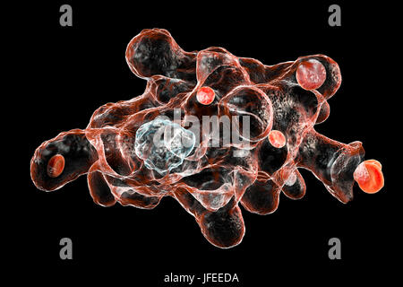 Amibe parasitaire (Entamoeba histolytica) qui envahit les globules rouges, l'illustration de l'ordinateur. Cet organisme unicellulaire la dysenterie amibienne et ulcères (stade végétatif) trophozoïte. Il se transmet par contamination fécale des aliments et de l'eau et est plus commun où l'assainissement est pauvre. Les amibes envahissent l'intestin mais peut se répandre sur le foie, les poumons et d'autres tissus. L'infection est provoquée par l'ingestion de kystes qui se développent dans l'amibe trophozoïte pathogènes vus ici. Entamoeba histolytica est présente dans le monde entier, avec jusqu'à 50 % de la population infectée principalement dans les climats chauds. Banque D'Images