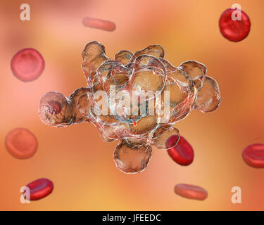 Amibe parasitaire (Entamoeba histolytica) qui envahit les globules rouges, l'illustration de l'ordinateur. Cet organisme unicellulaire la dysenterie amibienne et ulcères (stade végétatif) trophozoïte. Il se transmet par contamination fécale des aliments et de l'eau et est plus commun où l'assainissement est pauvre. Les amibes envahissent l'intestin mais peut se répandre sur le foie, les poumons et d'autres tissus. L'infection est provoquée par l'ingestion de kystes qui se développent dans l'amibe trophozoïte pathogènes vus ici. Entamoeba histolytica est présente dans le monde entier, avec jusqu'à 50 % de la population infectée principalement dans les climats chauds. Banque D'Images