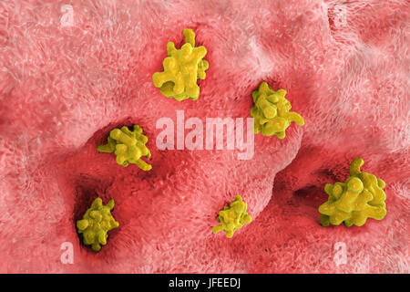 Amibe parasitaire (Entamoeba histolytica) envahissent l'intestin, l'illustration de l'ordinateur. Cet organisme unicellulaire la dysenterie amibienne et ulcères (stade végétatif) trophozoïte. Il se transmet par contamination fécale des aliments et de l'eau et est plus commun où l'assainissement est pauvre. Les amibes envahissent l'intestin mais peut se répandre sur le foie, les poumons et d'autres tissus. L'infection est provoquée par l'ingestion de kystes qui se développent dans l'amibe trophozoïte pathogènes vus ici. Entamoeba histolytica est présente dans le monde entier, avec jusqu'à 50 % de la population infectée principalement dans les climats chauds. Banque D'Images