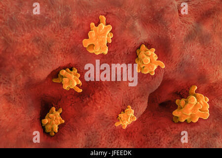 Amibe parasitaire (Entamoeba histolytica) envahissent l'intestin, l'illustration de l'ordinateur. Cet organisme unicellulaire la dysenterie amibienne et ulcères (stade végétatif) trophozoïte. Il se transmet par contamination fécale des aliments et de l'eau et est plus commun où l'assainissement est pauvre. Les amibes envahissent l'intestin mais peut se répandre sur le foie, les poumons et d'autres tissus. L'infection est provoquée par l'ingestion de kystes qui se développent dans l'amibe trophozoïte pathogènes vus ici. Entamoeba histolytica est présente dans le monde entier, avec jusqu'à 50 % de la population infectée principalement dans les climats chauds. Banque D'Images