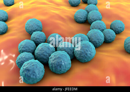 Enterococcus faecalis. Illustration d'ordinateur d'Enterococcus faecalis bactéries (précédemment connu sous le nom de Streptococcus faecalis). E. faecalis existe en tant que partie de la flore normale du tube digestif humain, mais peut causer des infections des voies urinaires. Il peut causer l'endocardite bactérienne chez les nourrissons, et l'adulte après ou gynécologique chirurgie génito-urinaire. Il peut également causer une pneumonie. La bactérie est l'une des soi-disant les superbactéries, qui sont résistantes aux antibiotiques. Banque D'Images