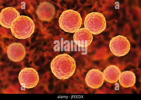 Enterococcus faecalis. Illustration d'ordinateur d'Enterococcus faecalis bactéries (précédemment connu sous le nom de Streptococcus faecalis). E. faecalis existe en tant que partie de la flore normale du tube digestif humain, mais peut causer des infections des voies urinaires. Il peut causer l'endocardite bactérienne chez les nourrissons, et l'adulte après ou gynécologique chirurgie génito-urinaire. Il peut également causer une pneumonie. La bactérie est l'une des soi-disant les superbactéries, qui sont résistantes aux antibiotiques. Banque D'Images