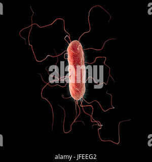 Bactérie Proteus vulgaris, illustration de l'ordinateur. L'amende des projections filiformes sont flagelles, qui permettent à la bactérie de se déplacer. P. vulgaris forme une partie naturelle de la flore intestinale chez les animaux et les humains, et se retrouve également dans l'eau. Dans les personnes dont le système immunitaire est supprimé, par exemple ceux du SIDA ou celles qui prennent des médicaments immunosuppresseurs, il peuvent être pathogènes, infectant l'appareil urinaire ou de causer une pneumonie ou une septicémie. Banque D'Images