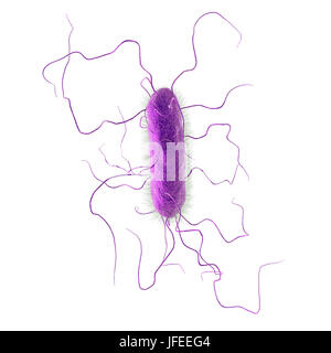 Bactérie Proteus vulgaris, illustration de l'ordinateur. L'amende des projections filiformes sont flagelles, qui permettent à la bactérie de se déplacer. P. vulgaris forme une partie naturelle de la flore intestinale chez les animaux et les humains, et se retrouve également dans l'eau. Dans les personnes dont le système immunitaire est supprimé, par exemple ceux du SIDA ou celles qui prennent des médicaments immunosuppresseurs, il peuvent être pathogènes, infectant l'appareil urinaire ou de causer une pneumonie ou une septicémie. Banque D'Images