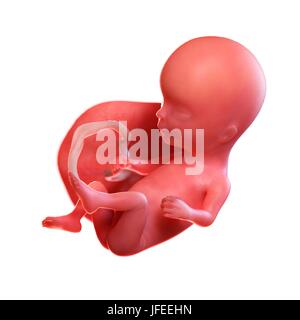 Foetus humain l'âge de 14 semaines, de l'illustration. Banque D'Images