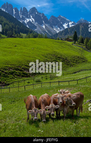 Autriche, Tyrol, Kemater alp, alpage, les vaches, Banque D'Images