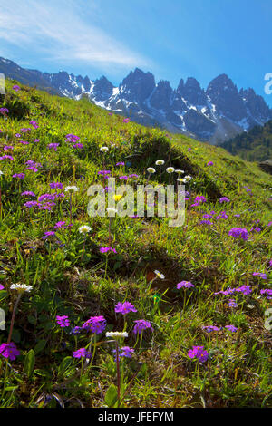 Autriche, Tyrol, Kemater alp, alpage, primrose farine Banque D'Images