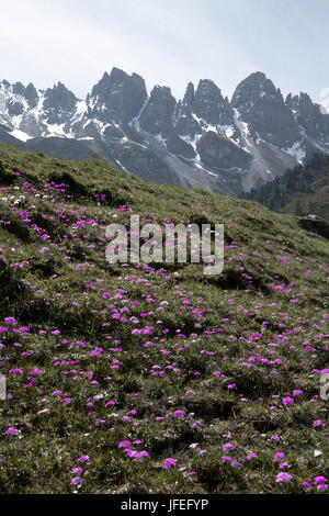 Autriche, Tyrol, Kemater alp, alpage, primrose farine Banque D'Images