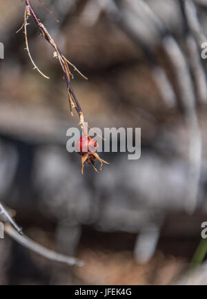 Le chien sauvage d'un bouton de rose berry sur une branche, l'arrière-plan flou floue naturelle disposition verticale Banque D'Images