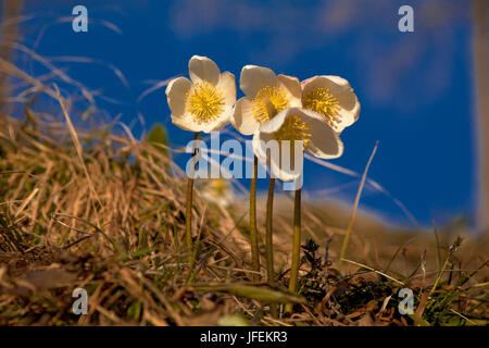 Autriche, Tyrol, Thiersee, neige roses, Helleborus niger Banque D'Images