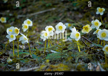 Autriche, Tyrol, Thiersee, neige roses Banque D'Images