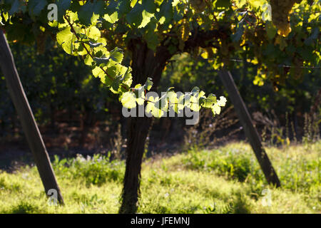 Le Chili, Valle de Curico, commerce équitable, du vin, du vin, de la vigne feuilles Banque D'Images