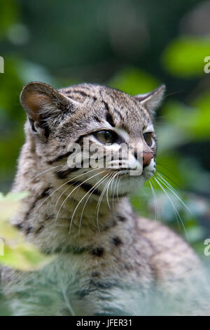 Le chat de Geoffroy, oncifelis geoffroyi Banque D'Images