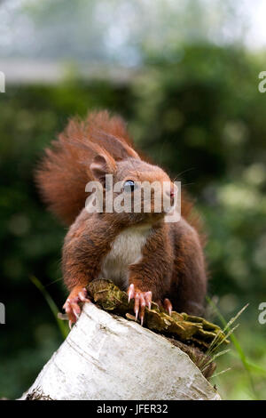 L'Écureuil roux, sciurus vulgaris, debout sur la souche, Normandie Banque D'Images