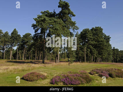 Vue de la Mesdames Tee sur le 1er trou du parcours rouge Le Berkshire Golf Club, Ascot, Berkshire, Angleterre Banque D'Images