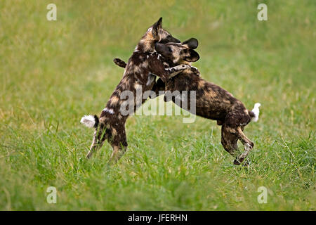 Chien sauvage d'Afrique, Lycaon pictus, adultes, lutte contre la Namibie Banque D'Images