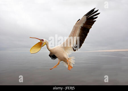 Grande, Pelecanus onocrotalus, adulte en vol, la Namibie Banque D'Images