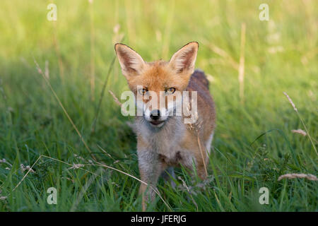 Le renard roux, Vulpes vulpes, adulte debout sur l'herbe, Normandie Banque D'Images