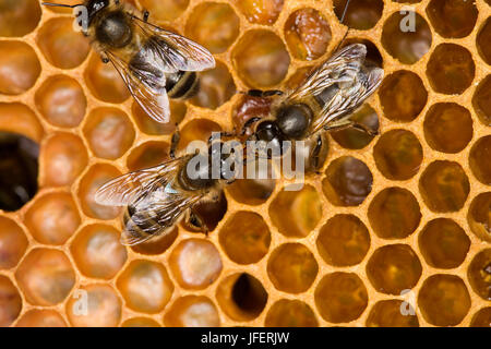 Abeille, Apis mellifera, travailleur à la recherche après larves sur Brood Comb, Ruche en Normandie Banque D'Images