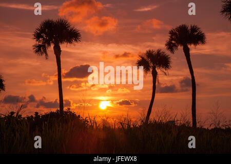 Palmiers au coucher du soleil de Captiva Island, Floride Banque D'Images