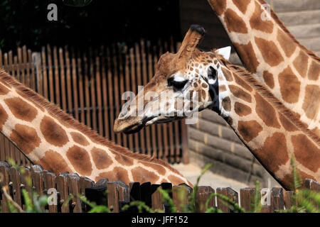 Bébé girafe au Zoo de Taronga, Australie Banque D'Images