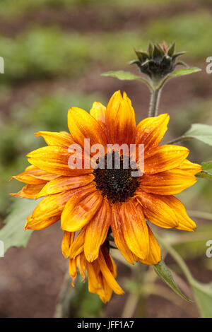 Peu de tournesol nain Becka Banque D'Images