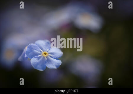 Blue forget-me-fleurs pas Banque D'Images
