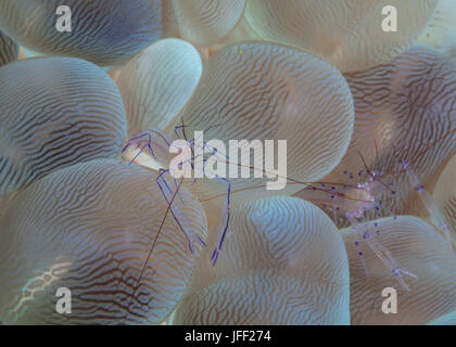 Image de la crevette commensale (Vir philippinensis) dans bubble coral (Plerogyra sinuosa). Détroit de Lembeh (Indonésie). Banque D'Images