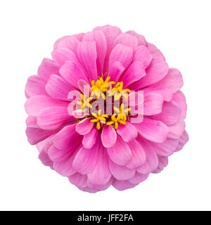 Pink Zinnia elegans isolated Banque D'Images