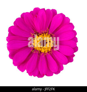 Rose red Zinnia elegans isolated Banque D'Images