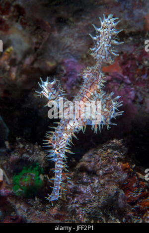 Ornements blancs et rouges (Solenostomus paradoxus syngnathe fantôme) à l'arrière-plan des récifs coralliens. Détroit de Lembeh (Indonésie). Banque D'Images