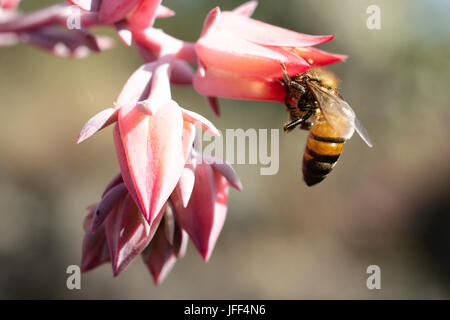 Abeille sur fleur rose (macro) Banque D'Images