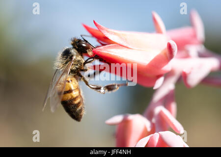 Abeille sur fleur rose (macro) Banque D'Images