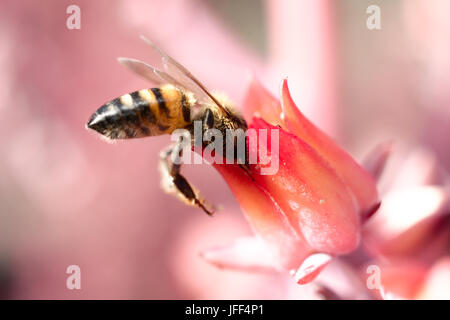 Abeille sur fleur rose (macro) Banque D'Images