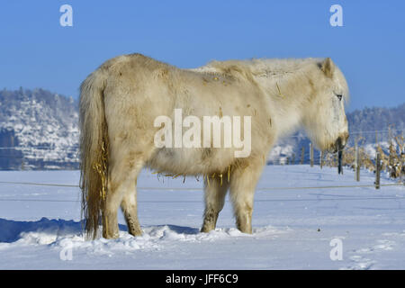 Poney Shetland Banque D'Images