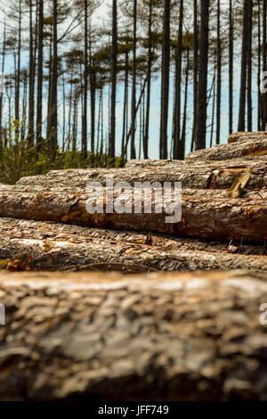 D'exploitation forestière dans les forêts à Pembrey Country Park. Carmarthenshire. Le Pays de Galles. UK. Banque D'Images